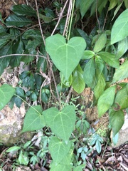 Solena amplexicaulis