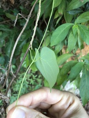 Solena amplexicaulis