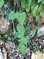 Solena amplexicaulis