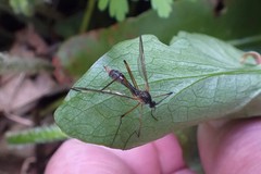 Ptychoptera albimana