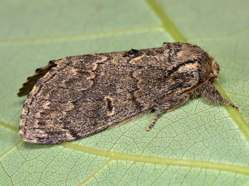 Notodonta torva (Hübner, 1803)
