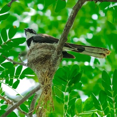 Rhipidura nigritorquis