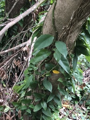 Rhaphidophora hongkongensis