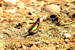 Polyura