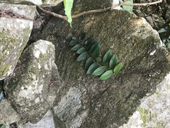 Rhaphidophora hongkongensis