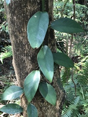 Rhaphidophora hongkongensis