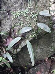 Rhaphidophora hongkongensis