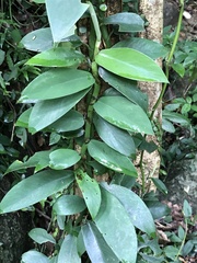Rhaphidophora hongkongensis