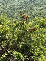 Caesalpinia vernalis