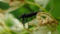 Dilophus febrilis