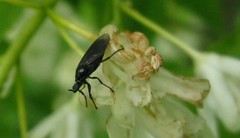 Dilophus febrilis