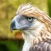 Philippine Eagle - Photo (c) kdonbo, some rights reserved (CC BY-NC)