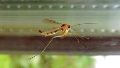 Macrocera