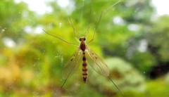 Macrocera
