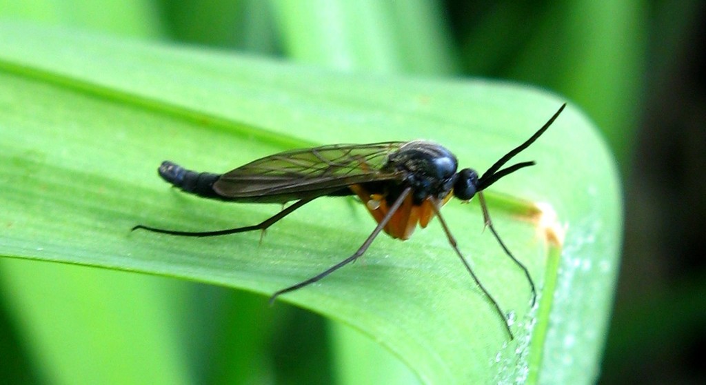 Platyura