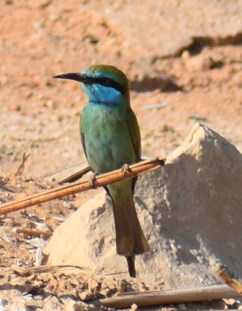 Arabian Green Bee-eater illustration