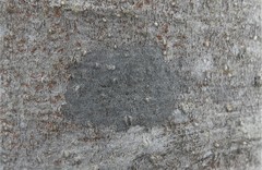 Cryptococcus fagisuga