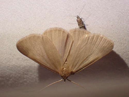 Immaculate Idia