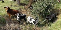 Bos indicus × taurus