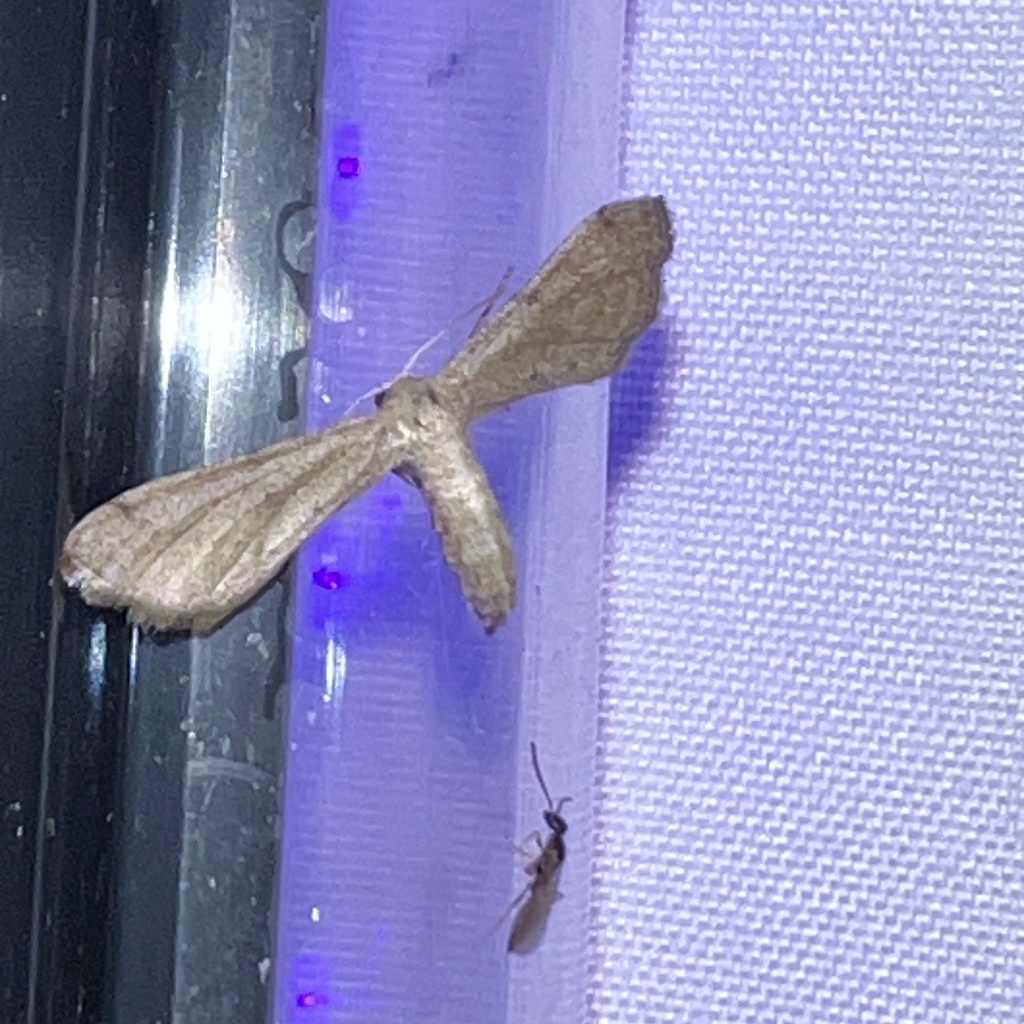 Dimorphic Gray from Holford Rd, Garland, TX, US on July 22, 2023 at 11