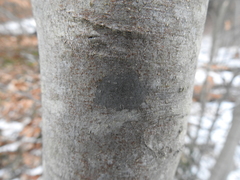 Cryptococcus fagisuga