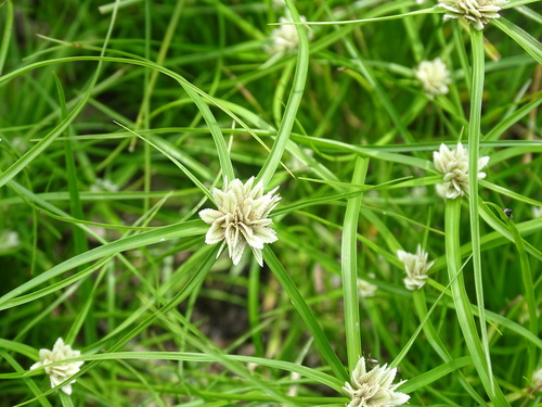 Image of Cyperus seslerioides by (c) Alexis López Hernández, some rights reserved (CC BY)