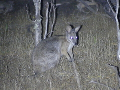 Notamacropus eugenii