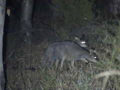 Notamacropus eugenii