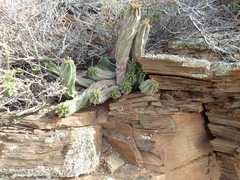 Euphorbia nesemannii