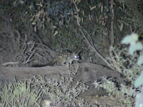 Dasyurus geoffroii