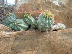 Euphorbia nesemannii