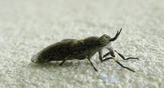 Haematopota pluvialis