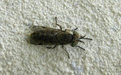 Haematopota pluvialis