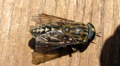 Tabanus autumnalis
