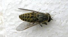 Tabanus bromius