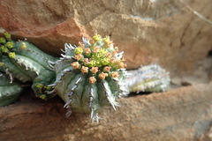 Euphorbia nesemannii