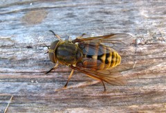 Tabanus sudeticus