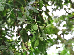 Tetrastigma obtectum glabrum