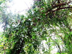 Tetrastigma obtectum glabrum