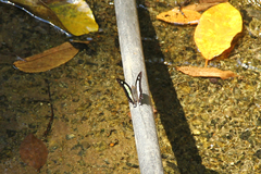 Polyura