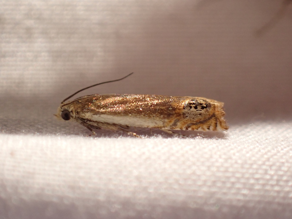 Hystrichophora ochreicostana