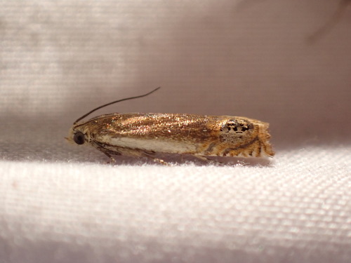 Hystrichophora ochreicostana