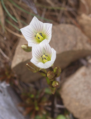 Gentianella bellidifolia