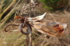 Dalbergia bracteolata image