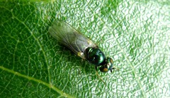 Microchrysa polita