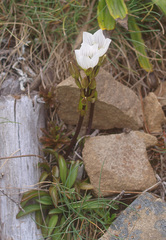 Gentianella bellidifolia