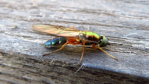 Twin-Spot Centurion Fly, photo 6 of 10