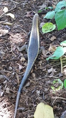 Zonosaurus laticaudatus