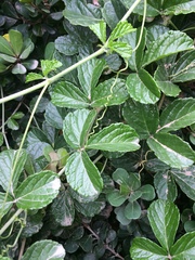 Cyphostemma flaviflorum