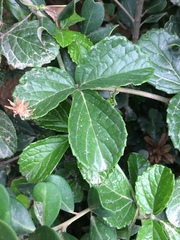 Cyphostemma flaviflorum